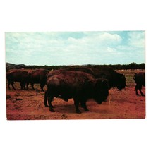 Vintage Postcard Herd Of Buffalo Bison Texas Animal Farm Life Range Endangered - £7.09 GBP