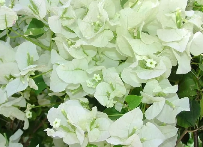 WHITE BOUGAINVILLEA LIVE PLANT~PAPER FLOWER 5 TO 7 INCHES TALL IN 4&quot; POT... - $34.00