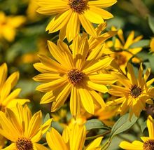 500 Sunflower Maximilian Seeds Perennial Flowers Usa Non-GMO - £5.49 GBP