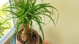 Ponytail Palm Live Plant Beaucarnia recurvata - $33.98