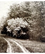 Fryeburg Forest Side Blossoms Landscape Maine 1924 Gravure Print Antique... - $34.50