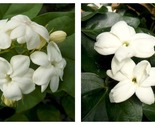 MAID OF ORLEANS JASMINE Jasminum sambac Rooted STARTER Plant Extremely F... - £29.01 GBP