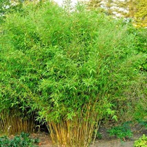 10 Umbrella Bamboo Seeeds Fargesia Spathacea Fresh New Seeds - $8.43 CAD
