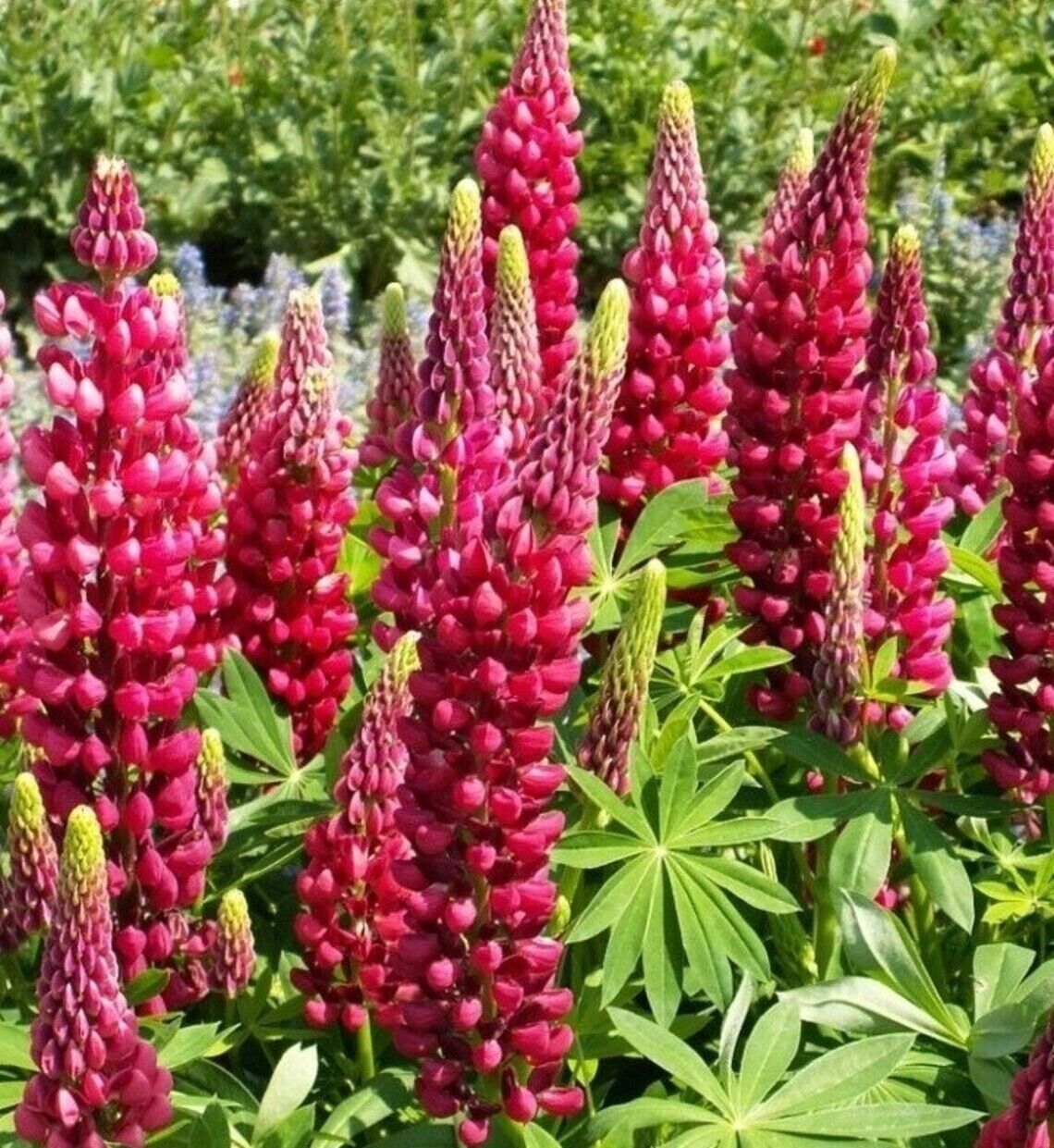 25 My Castle Lupine Flower Flowers Hardy Perennial Seeds  - $15.99