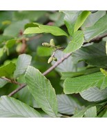 Alnus Serrulata Smooth Alder Native Plant 1 Gallon Pot Plant Garden - $2,012.98 MXN