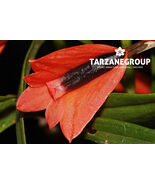 DENDROBIUM VEXILLARIUS ‘RED’ SMALL ORCHID MOUNTED - $79.00