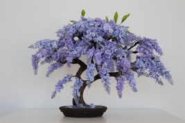 Bonsai Jacaranda Mimosifolia Blue Flamboyan Rare Flowering Tree Seed 10 Seeds - £7.77 GBP