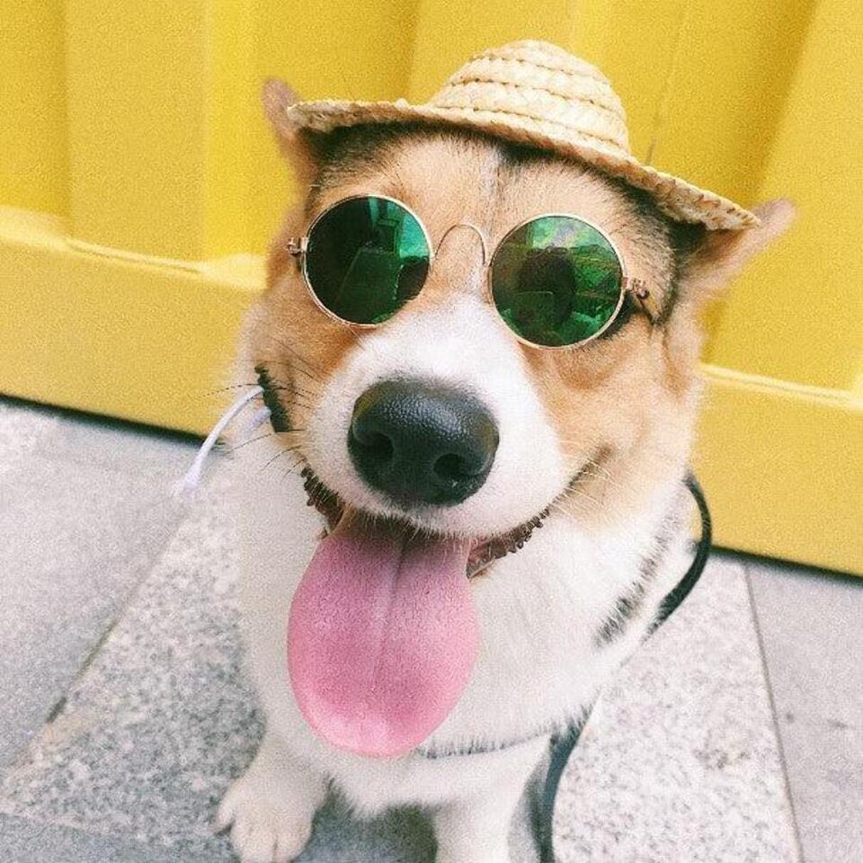 Pet Photoshoot Cute Glasses - $9.28+