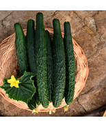60 Seeds Greens Jinyan No4 Thorny Cucumber Marvels Fresh Seeds - $13.72