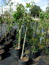 Native Red Maple 4&#39; 6&#39; Trees Plants Shade T plant plant plant (For Spring &amp; Summ - $200.70