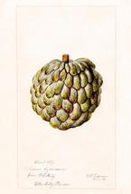 Sweet Sop - Annona Squamosa - 1892 - Fruit Illustration - £26.37 GBP