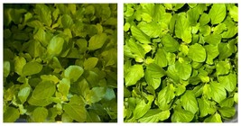 Green Thai Holy Basil Kras Pao Pakapao Herb Live Plants (4 Seedlings) - £35.49 GBP