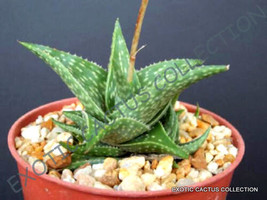 ALOE BLUE MIST exotic medicinal gel succulent rare desert plant seed 50 SEEDS - £10.21 GBP