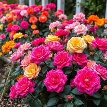 200 Moss Rose Double Mix Color Seeds Portulaca Grandiflora Flowers - $4.14