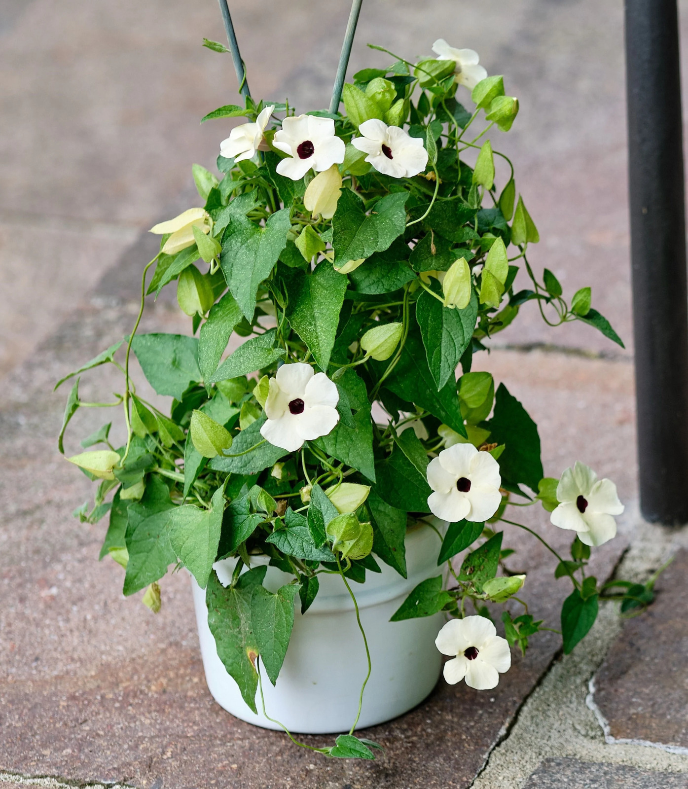 10 White Thunbergia Alata Vine Black Eyed Susan Vine Flower Seeds Fresh ... - $16.00