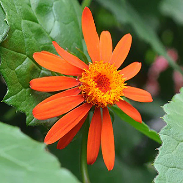 Semilir Senecio Confusus Sao Paulo 3.5 Until 4 Inch Pot - $465.42 MXN