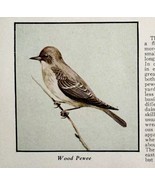 Wood Pewee Bird Print 1931 Blue Book Birds Of America Animals Art PCBG21C - $19.99