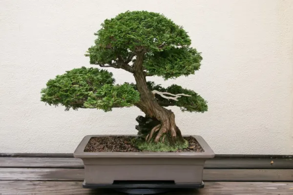 Hinoki Cypress Bonsai Tree Seeds 20 Seeds To Grow Evergreen Bonsai Tree ... - $21.98
