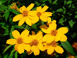 Yuga89 Store Tagetes lemmonii Shrub Marigold Mexican Bush Mount Lemmon 50 Seeds - £12.33 GBP