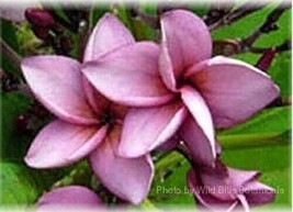 Sale! Rare exotic fragrant Purple Jack Thai, Plumeria Frangipani Cutting - $17.95