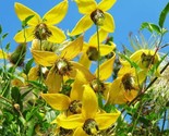 Golden Bell Clematis Vine Clematis Tangutica20 Seeds - $8.99