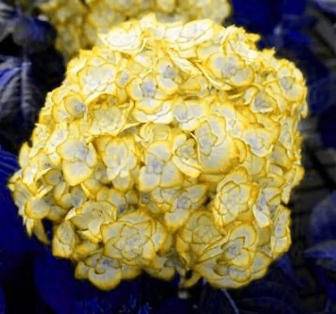 20 Gold Yellow Hydrangea Seeds - £10.28 GBP