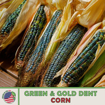 AD 25 Oaxacan Green &amp; Gold Dent Corn Seeds Heirloom Open Pollinated Home... - $13.26