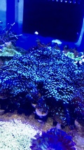 Green hammer live coral frag single head  - £25.72 GBP