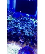 Green hammer live coral frag single head  - $31.99