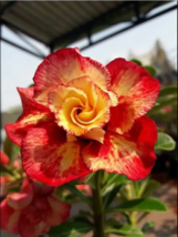 4 Red Orange Desert Rose Seeds Adenium Obesum Flower Perennial Seed Flowers - £13.57 GBP