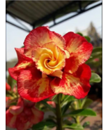 4 Red Orange Desert Rose Seeds Adenium Obesum Flower Perennial Seed Flowers - $16.98