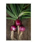 オニオンサウスポートレッドグローブ種子-エアルームレッドオニオン 、非gmo 、100 以上の種-
元のタイトルを表示

元のテキストOnion... - $4.59