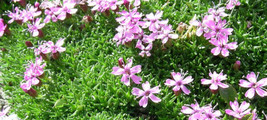 Silene Schafta Shell Pink 20 Seeds Fresh Garden USA SELLER - $17.04