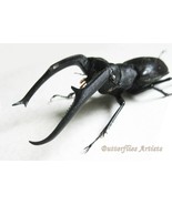 Hexarthrius Mandibularis Sumatranus XXL Stag Beetle Framed Entomology Sh... - $259.56 CAD