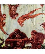 Orangutans Apes 1954 Art Print Paul Bransom Marlin Perkins Zooparade DWDD3 - $24.10 CAD