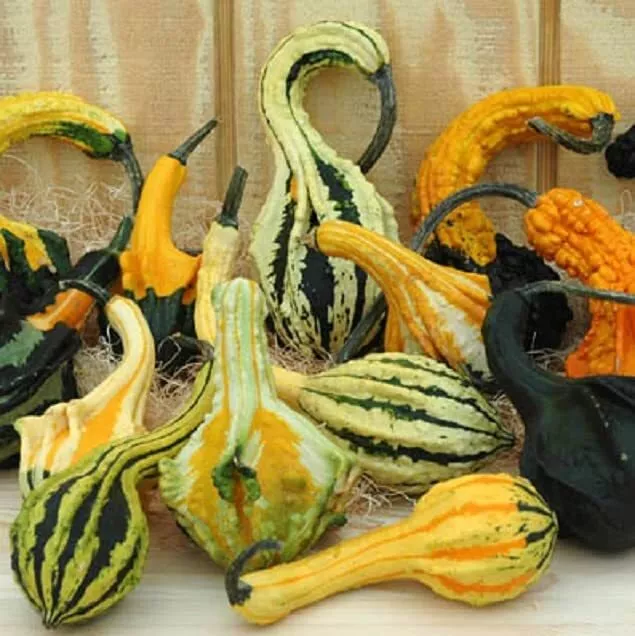 Autumn Wings Gourd Seeds (20 Seeds) Exotic Mix of Colors and Shap - £10.60 GBP