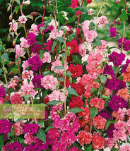 Mountain Garland Clarkia 1500 SeedsFrom US  - $8.35