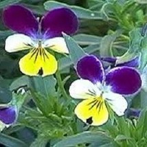 50 Viola Johnny Jump Up Sweetly Scented Perennial Flower Seeds Gardening USA SHI - £10.73 GBP