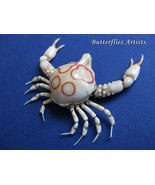Leucosia Anatum Real Crab Taxidermy Collectible Framed Museum Quality Sh... - $1,500.77 MXN