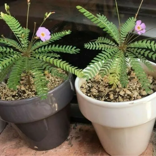 Mimosa Pudica Seeds.Seeds Moving Plant Rare Sensitive 20 Seeds - £8.77 GBP