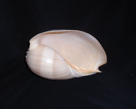 Crowned Baler Melon Seashell 9&quot; Conch Nautical Decor Specimen - $44.55