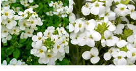 1000+ White Rock Cress Arabis Alpina Seeds Perennial Groundcover Home and Garden - £24.79 GBP