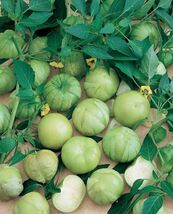 Grande Rio Verde Tomatillo, 50 Seeds, BUY 2 GET 1 FREE, NON-GMO, FREE SH... - $1.57