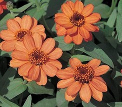 10 Seeds - Zinnia Profusion Mango (Deep Apricot) - £7.70 GBP