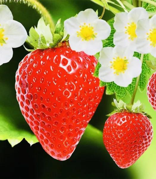 Fresh 250 Everbearing Strawberry Fruit Seeds - £11.36 GBP