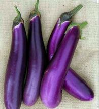 200 Long Purple Eggplant Seeds- Non Gmo - £2.35 GBP