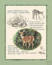 Deer Study Whitetail Fawn Michelle Mara Art Print 8x10 - $108.01 MXN