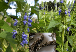 200+ Chia Seeds (Salvia Hispanica) Organic Medicinal Herb Seeds - £2.98 GBP