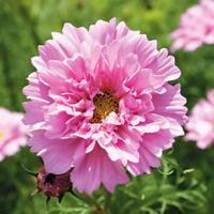 Cosmos Bipinnatus Double Bonbon Rose Pink Flowers 50 Seeds Item NO. DL024C - £7.97 GBP
