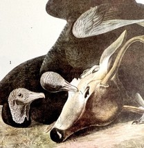 Black Vulture Bird 1946 Color Plate Print John James Audubon Nature DWV2E - $19.99